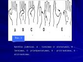 Plaštakos anatomija 6 puslapis