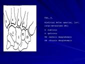 Plaštakos anatomija 8 puslapis