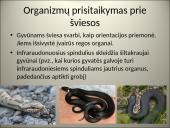 Organizmų populiacijos 11 puslapis