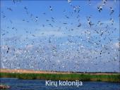 Organizmų populiacijos 14 puslapis