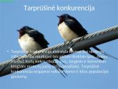 Organizmų populiacijos 17 puslapis