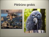 Organizmų populiacijos 19 puslapis