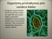 Organizmų populiacijos 6 puslapis