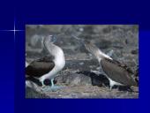 Populiacijos. Abiotiniai ekologiniai veiksniai ir organizmų prisitaikymas prie jų 7 puslapis