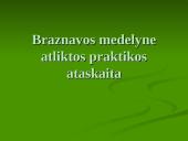 Praktikos ataskaita: Braznavos medelynas