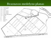 Praktikos ataskaita: Braznavos medelynas 6 puslapis
