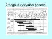 Prenatalinis periodas 11 puslapis