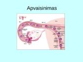 Prenatalinis periodas 9 puslapis