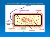 Prokariotų morfologija 12 puslapis