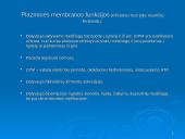 Prokariotų morfologija 13 puslapis