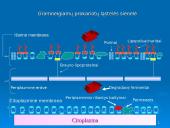 Prokariotų morfologija 15 puslapis