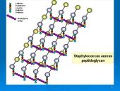 Prokariotų morfologija 16 puslapis