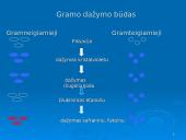 Prokariotų morfologija 19 puslapis