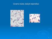 Prokariotų morfologija 20 puslapis