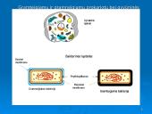 Prokariotų morfologija 10 puslapis