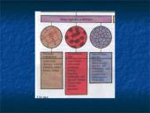 Radioaktyvumo poveikis žmogui 5 puslapis