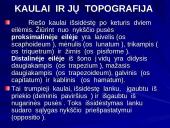 Riešo sąnarys 2 puslapis