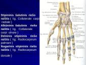 Riešo sąnarys 13 puslapis