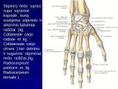 Riešo sąnarys 14 puslapis