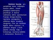 Riešo sąnarys 16 puslapis