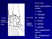 Riešo sąnarys 19 puslapis