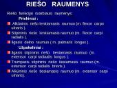 Riešo sąnarys 20 puslapis