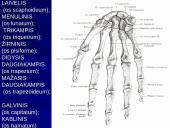 Riešo sąnarys 3 puslapis