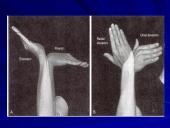 Riešo sąnarys 9 puslapis