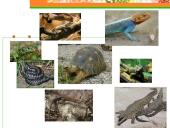 Roplių mityba ir dauginimasis 2 puslapis