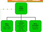 Roplių mityba ir dauginimasis 3 puslapis