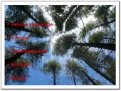 Salomėja Nėris talentingiausia XXa. lietuvių poetė  2 puslapis