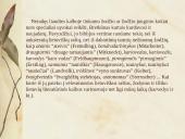 Senųjų raštų kalbos ypatumai pagal Joną Bretkūną 17 puslapis