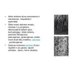 Stiklas, stiklo dirbiniai 13 puslapis