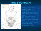 The Stomach 2 puslapis