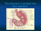 The Stomach 3 puslapis