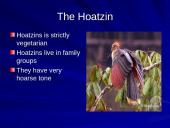 The strangest animals in the world 11 puslapis