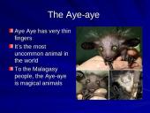 The strangest animals in the world 14 puslapis