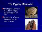 The strangest animals in the world 15 puslapis