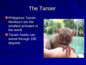 The strangest animals in the world 17 puslapis