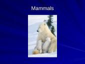The strangest animals in the world 3 puslapis