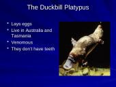The strangest animals in the world 4 puslapis