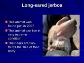 The strangest animals in the world 7 puslapis