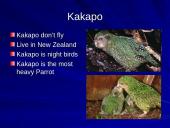 The strangest animals in the world 10 puslapis