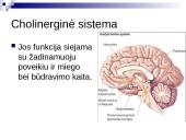 Tinklinio darinio įtaka sensorinėms ir motorinėms funkcijoms 15 puslapis
