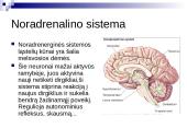 Tinklinio darinio įtaka sensorinėms ir motorinėms funkcijoms 16 puslapis