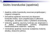 Tinklinio darinio įtaka sensorinėms ir motorinėms funkcijoms 6 puslapis