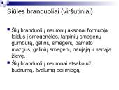 Tinklinio darinio įtaka sensorinėms ir motorinėms funkcijoms 8 puslapis