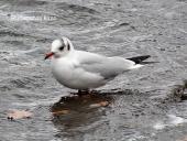 Trakų istorinis nacionalinis parkas (su nuotraukomis) 6 puslapis