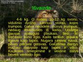 Usūrinis šuo 2 puslapis