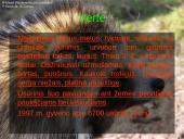 Usūrinis šuo 11 puslapis